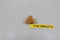 藏品(帶刺併額蟹)的圖片